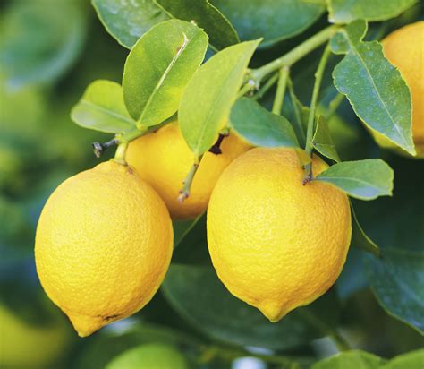Lemon trwe